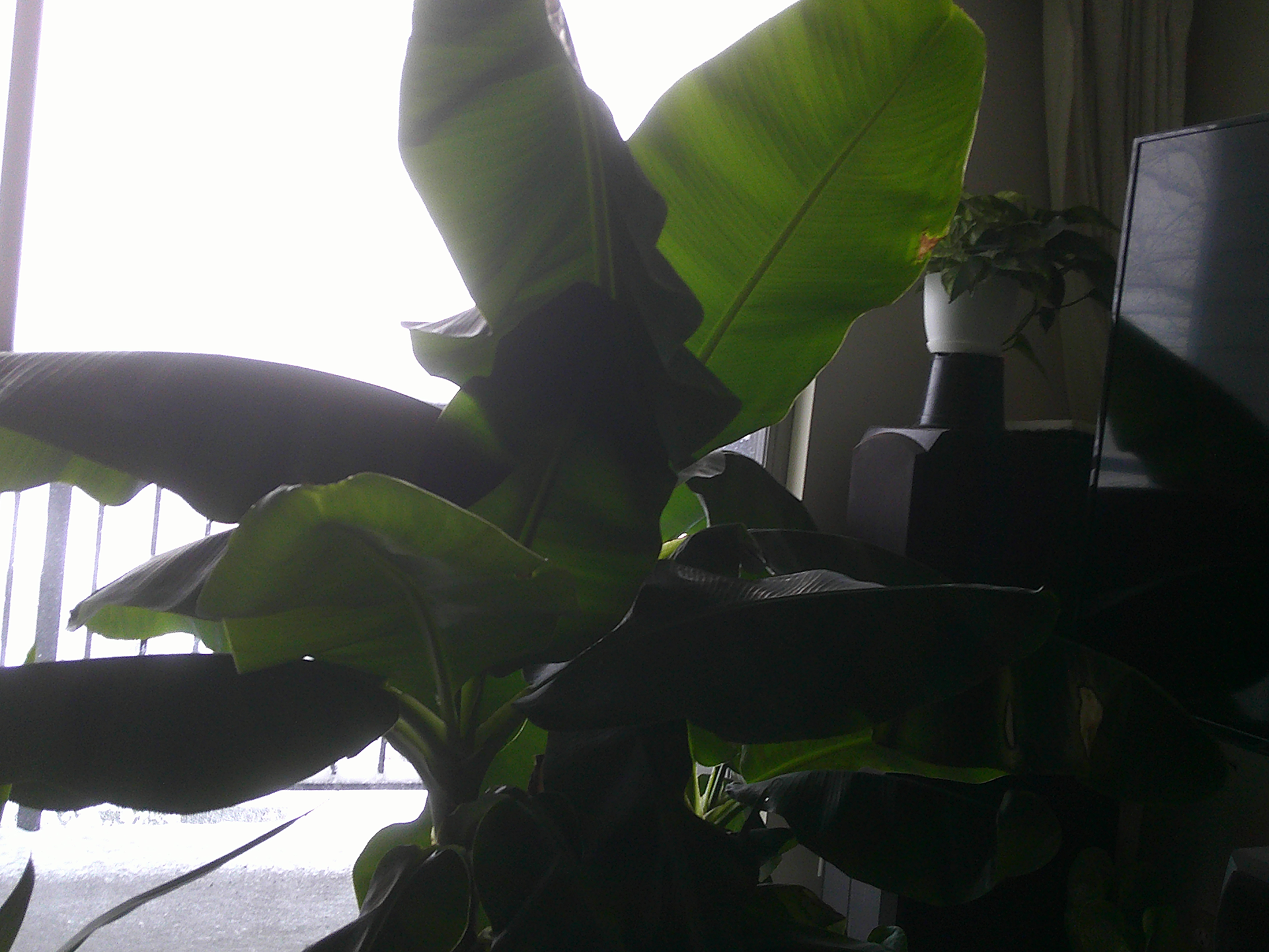 BananaTree.png