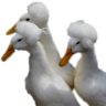 afroducks