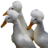 afroducks